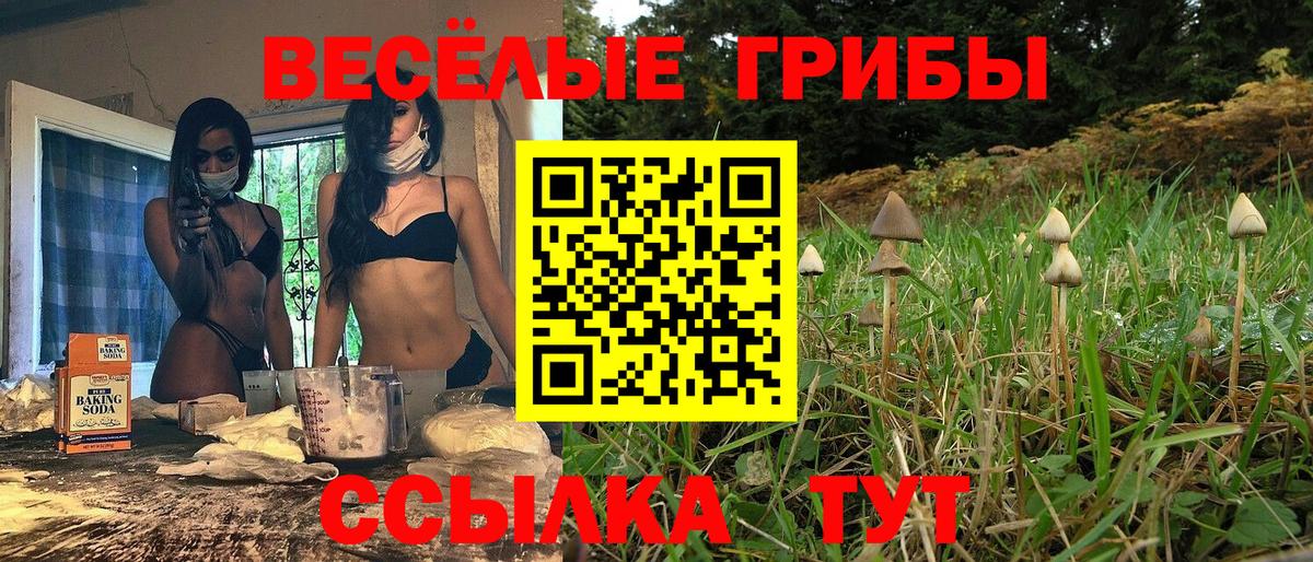 Кольчугино  Псилоцибиновые грибы прущие грибы  Вход с VPN  Псилоцибиновые грибы ЛСД 